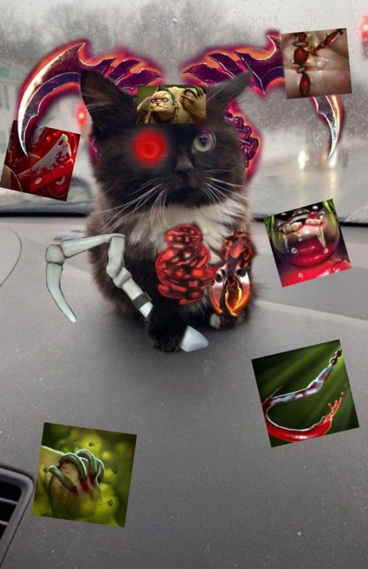 Кот Dota 2