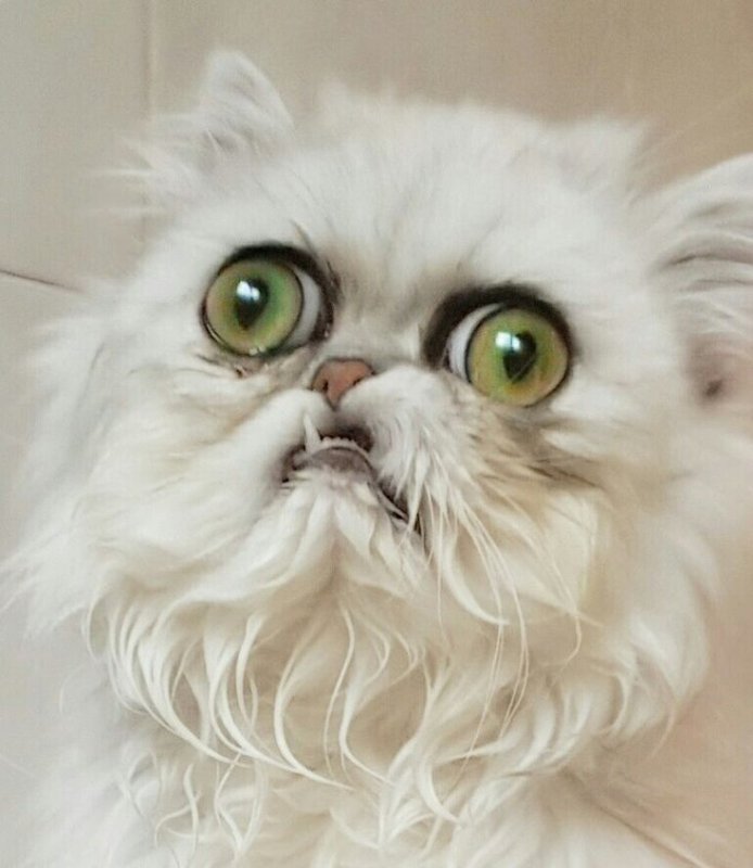 Вилфред Варриор