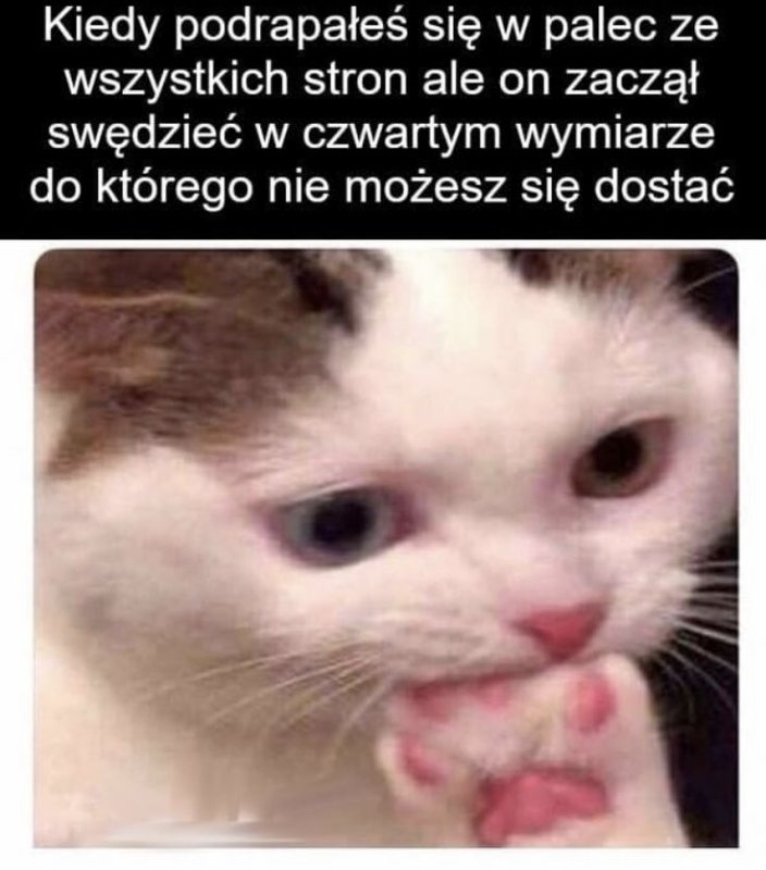 Мемы с животными