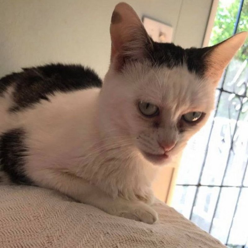 Кот с Кривой мордой