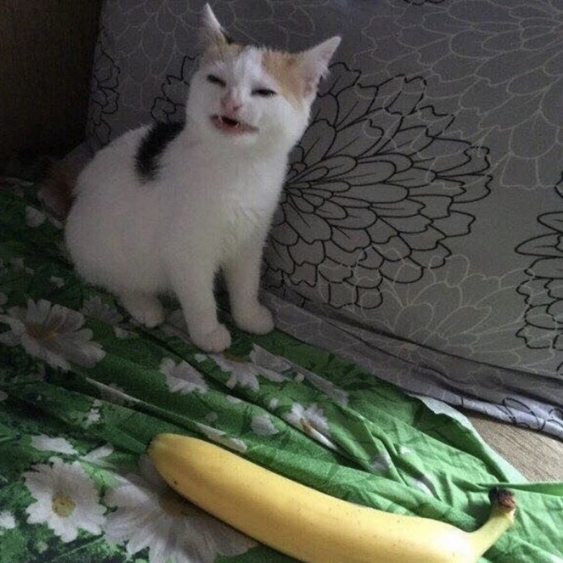 Бананья кошка