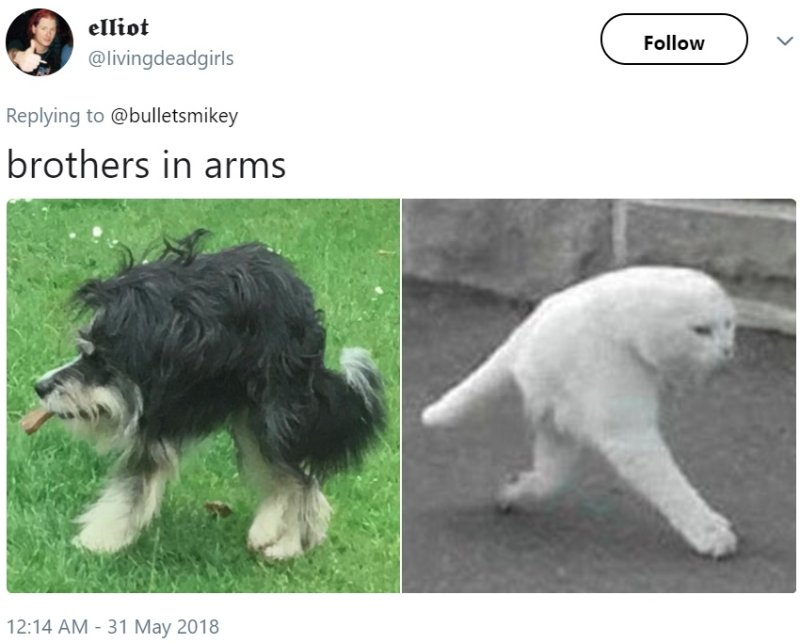 Собака сутулая немецкая овчарка