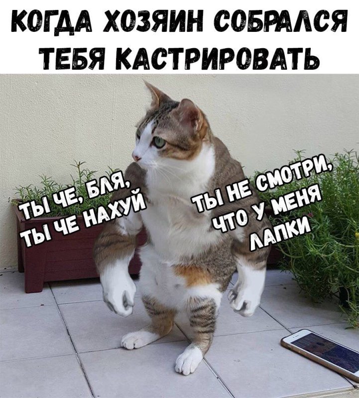 Анекдоты про кастрацию котов