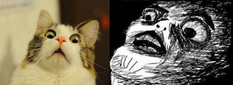 Кот с крестом Мем