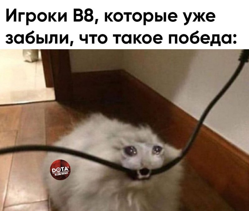 Кот кусает провод