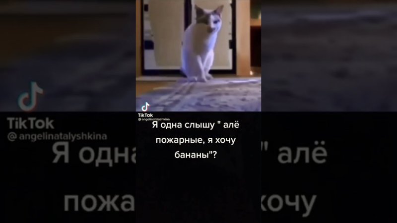 Кот говорит хочу бананы