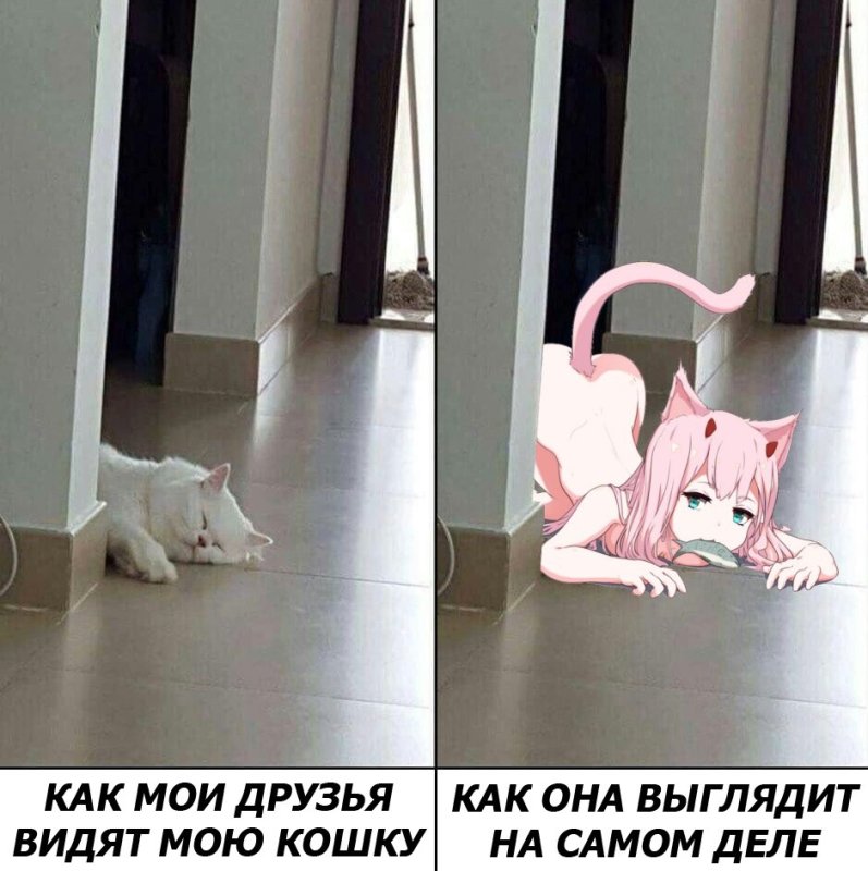 Zero two 02 неко