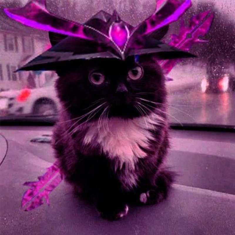 Чмоня Virgo Cat