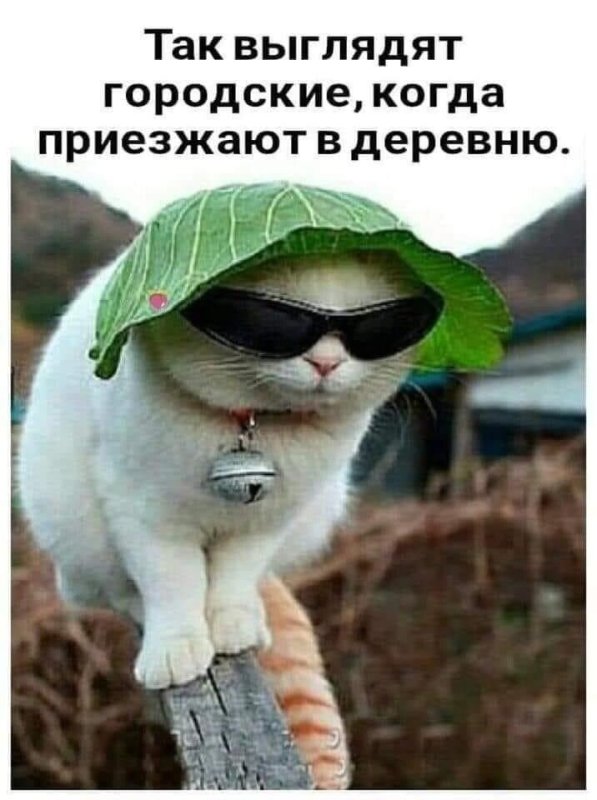 Смешные аватарки