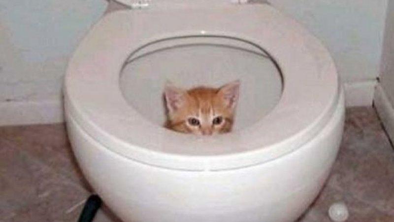 Туалетный котенок