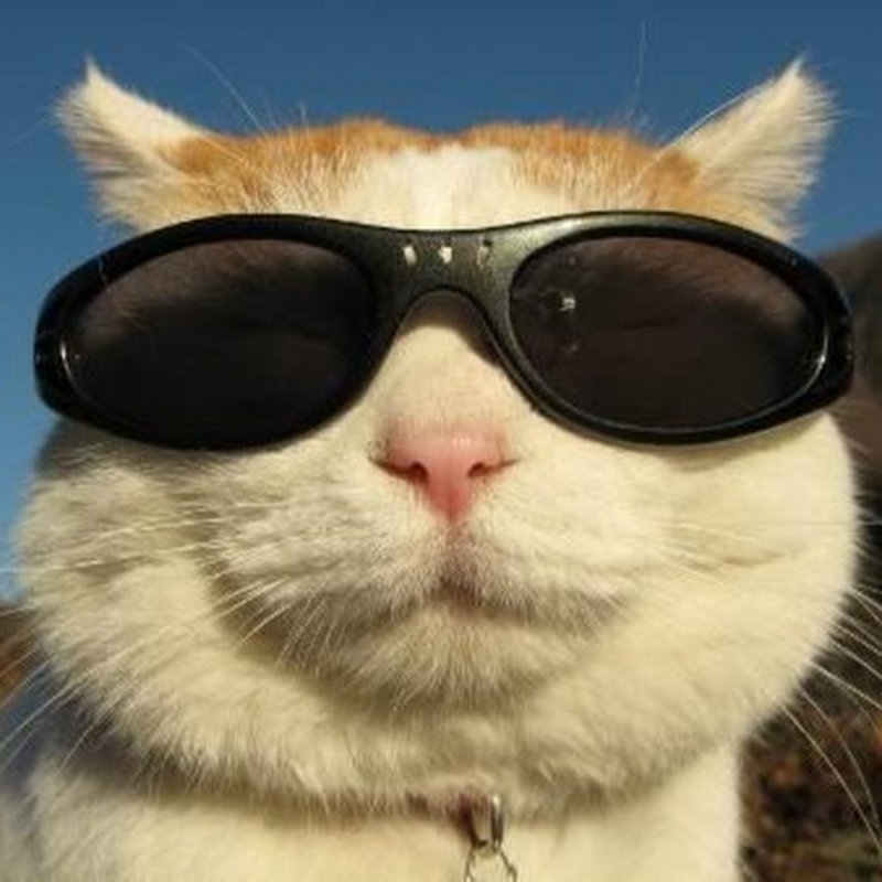 Кот в черных очках