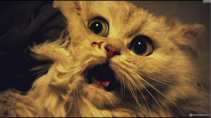 Кот в ужасе