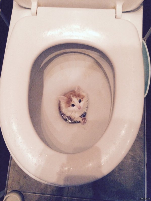 Туалетный котенок
