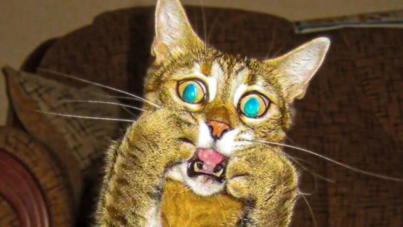 Ютуб лучшее смешные коты