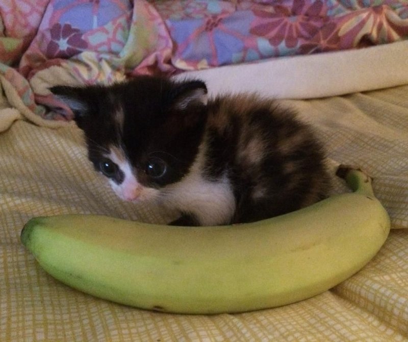 Котёнок в бандане