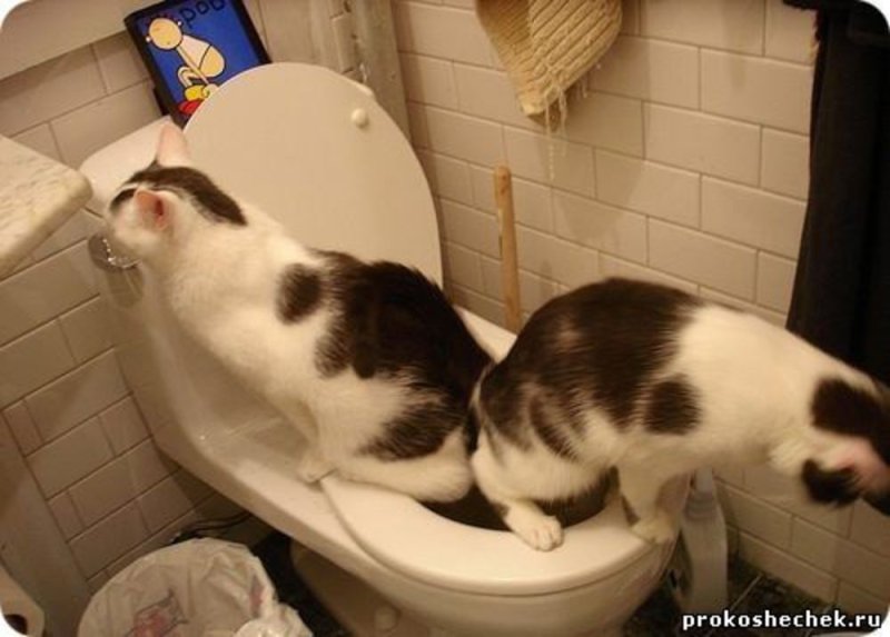 Самые смешные картинки с котами