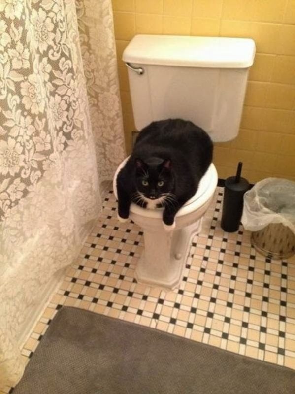 Кот на унитазе