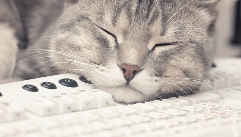 Кот спит на клавиатуре