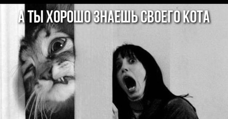 Кот в ужасе