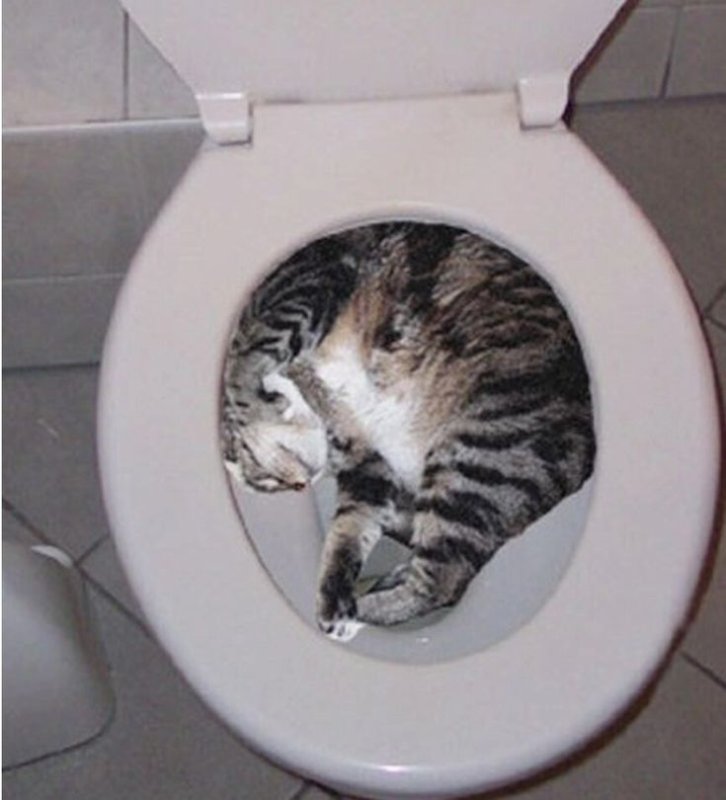 Туалет для кошек