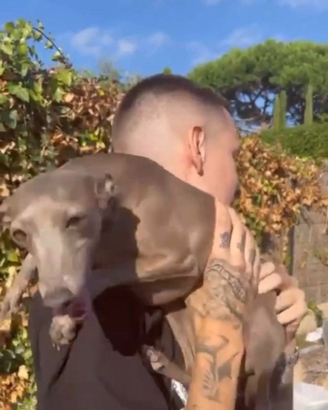 Собака кизару Левретка