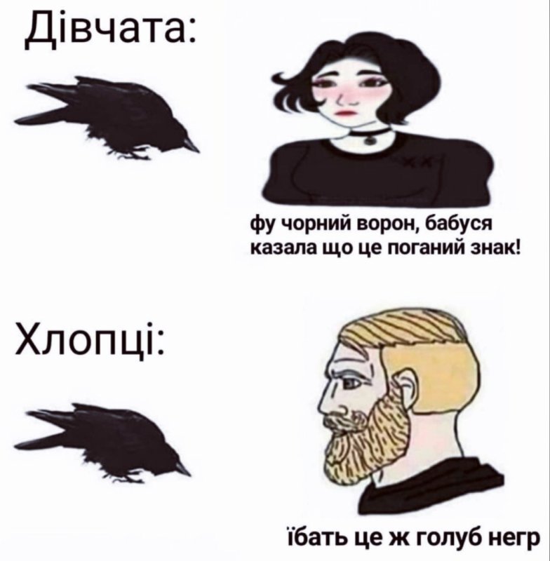 Це ж Голуб негр Мем