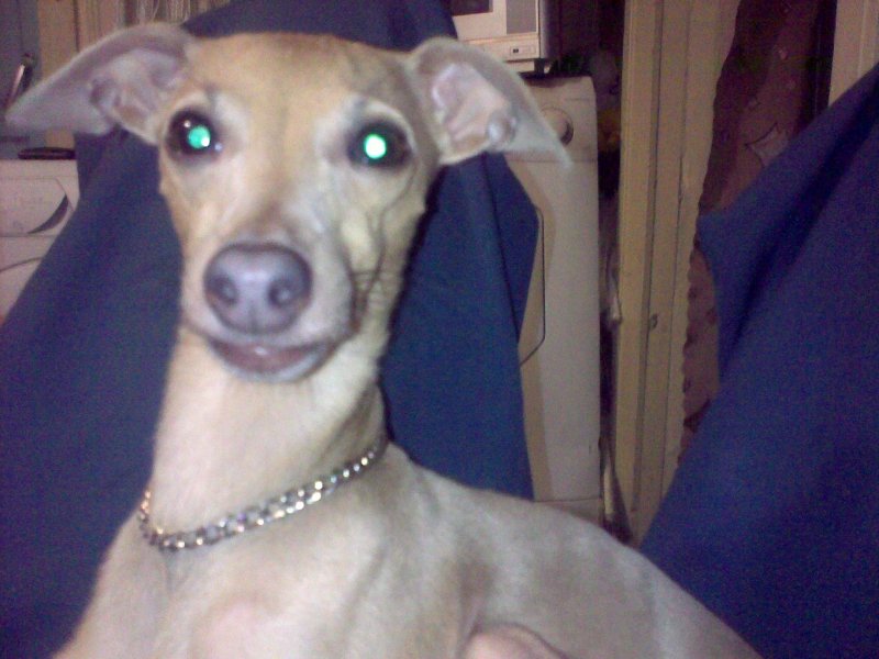 Собака кизару порода