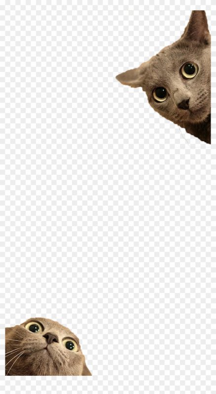 Кот выглядывает