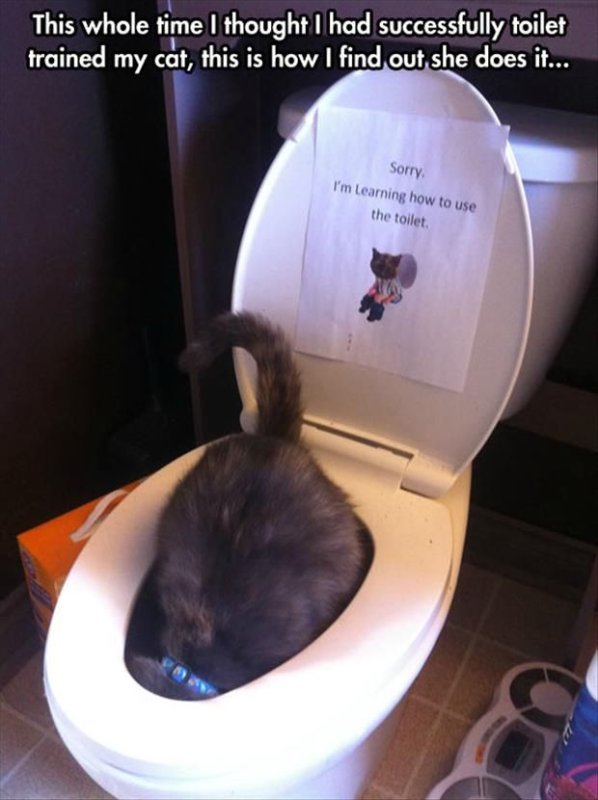 Кот в туалете