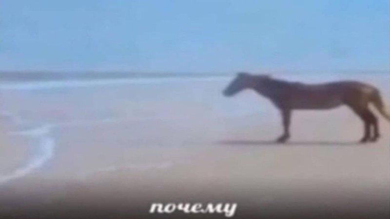 Лошадь у моря Мем