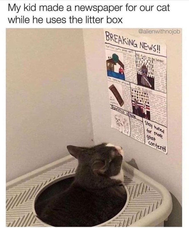 Кот в кошачьем туалете