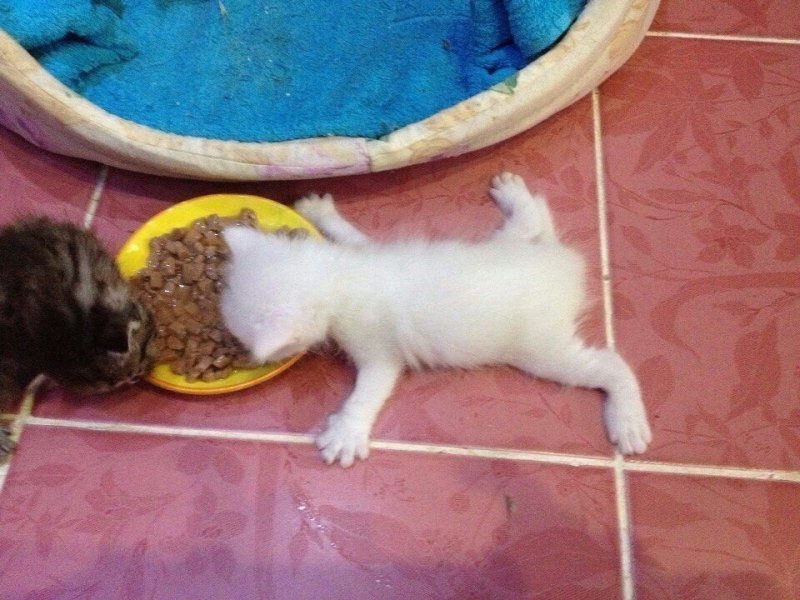 Котенок наелся