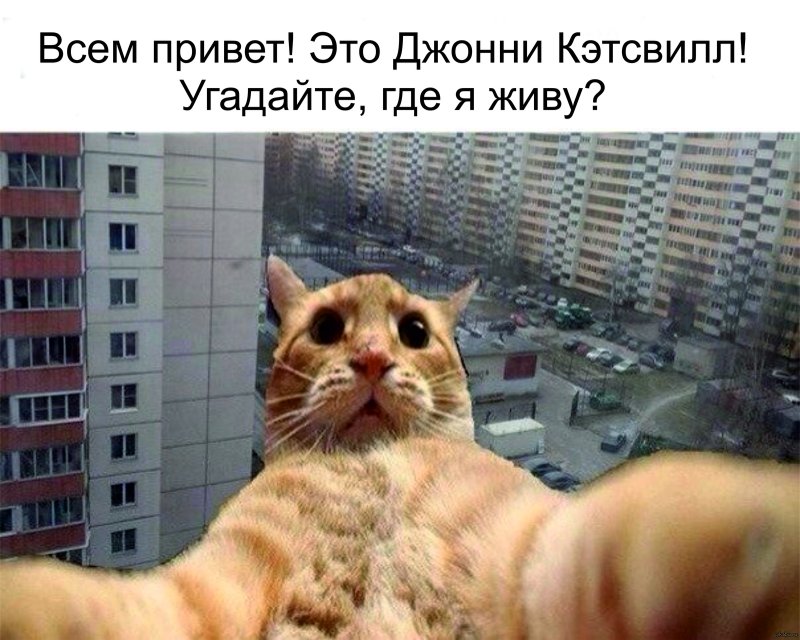 Кот блоггер