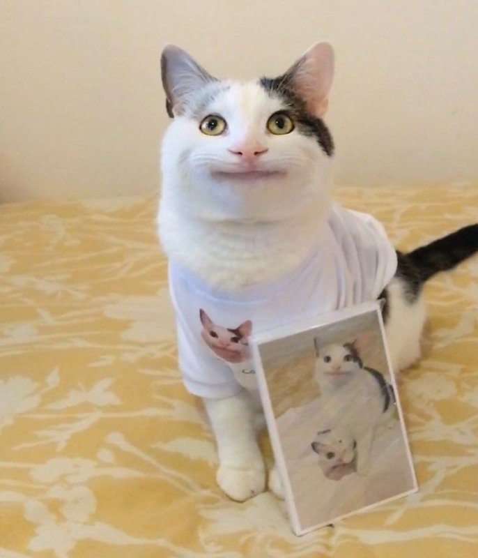 Кот Мем