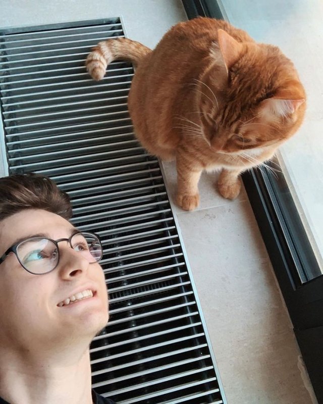 Тигра кот Брайна Мапса