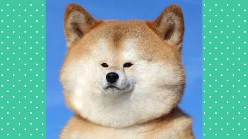 Толстая Шиба ину