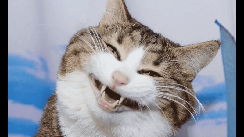 Довольный кот