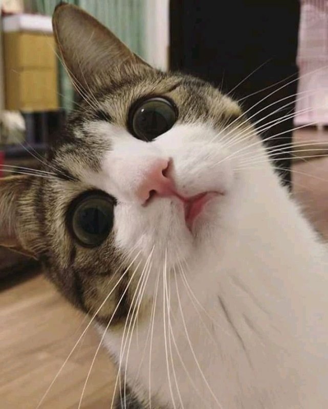 Смешные кошачьи морды