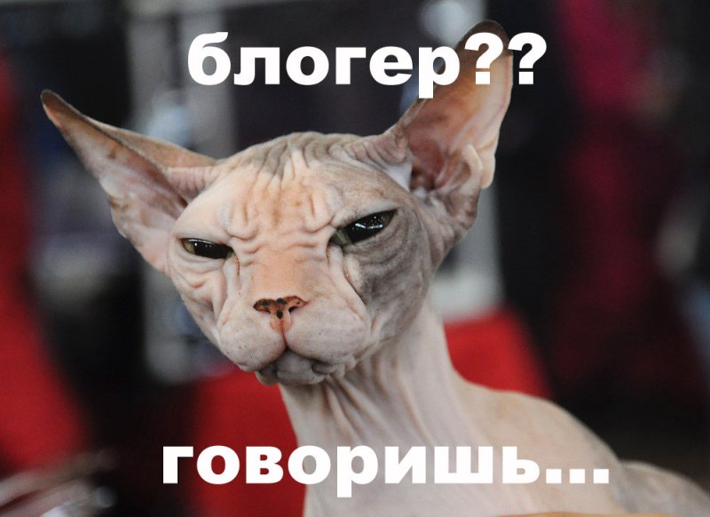 Приколы про блоггеров