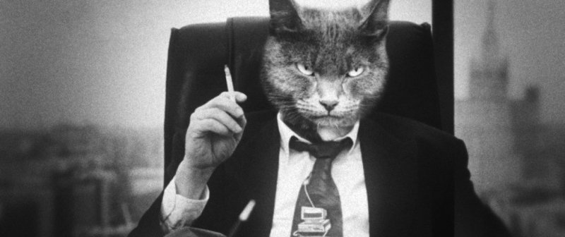 Кот в деловом костюме