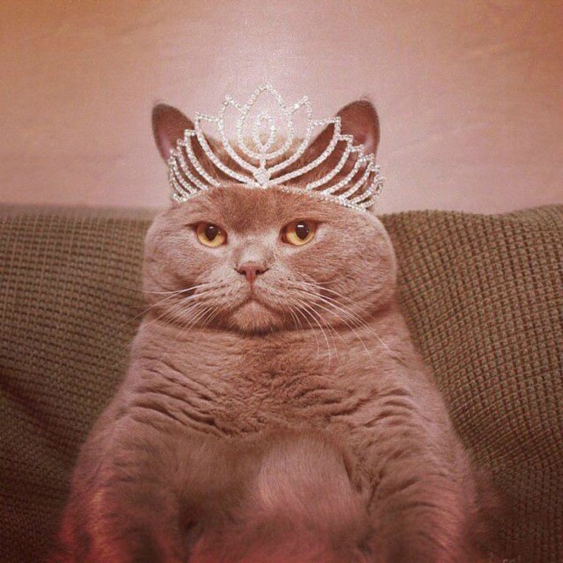 Смешной кот в короне