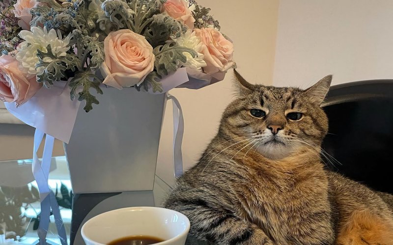 Кот Степан Харьков