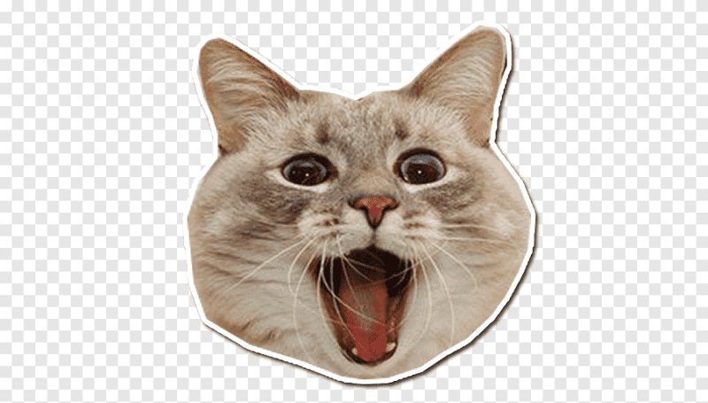 Котик 512 на 512