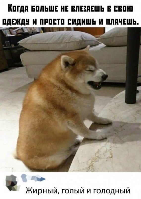 Толстая сиба ину