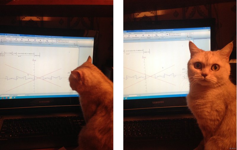 Мемы с котиками