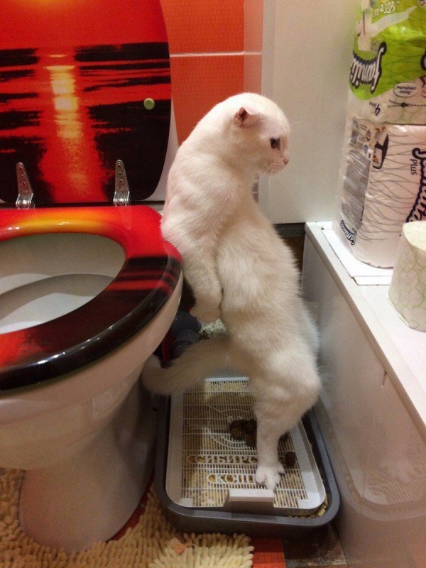 Смешные коты