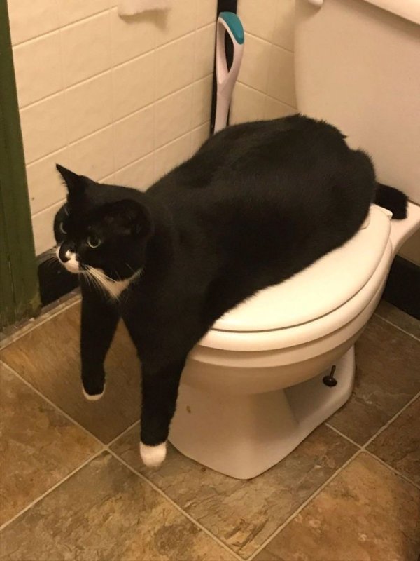 Кот в туалете