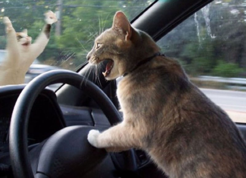 Животные за рулем