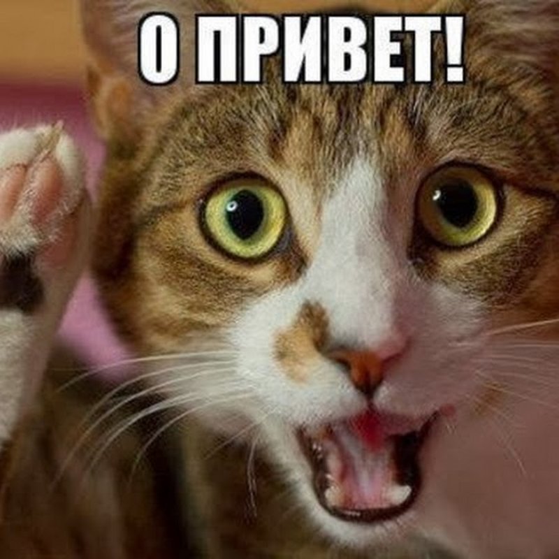 Мемы с котиками