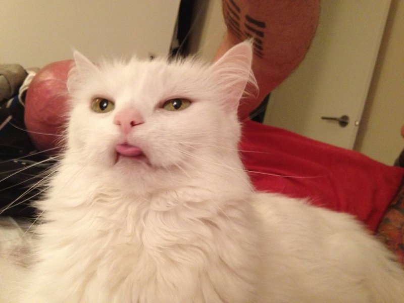 Удивленный белый кот